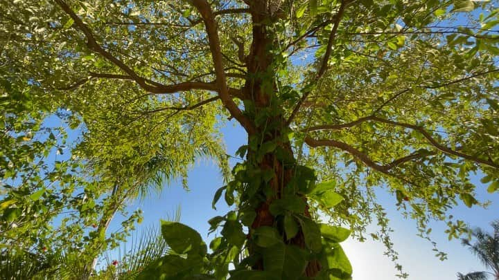 トム・リントンのインスタグラム：「Amazed at how fast and high my purple passion fruit has climbed up our oak tree.」