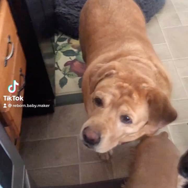Jake And Gingerのインスタグラム：「Oh Jake 🤦‍♀️ #lab #labradorretriever #labsofinstagram #smallbite #pets #petsofinstagram #dogs」