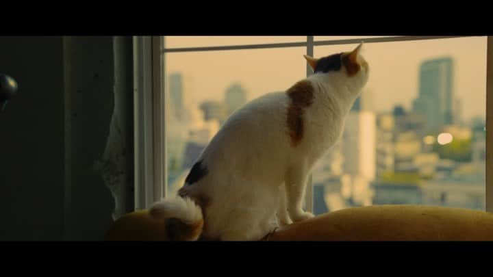 のインスタグラム：「🐈‍⬛🐈 ディスタンス 本日リリースです㊗️  MUSIC VIDEO link in bio▶️」