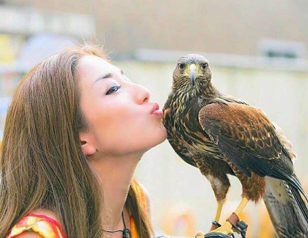 渡邊水希のインスタグラム：「7 years ago🦅🌎 kiss series💋 #2015 #野生動物シンポジウム #freebird #🦅 #eagle #wildanimals #wildlifesymposium #coexist #鹰 #野生动物保护 #多謝你 #ハリスホーク #ハリスホーク琥珀 #harrisshawk  #凶暴なのにカメラ目線バッチリ🦅📸 #はじめまして #1発okありがとう #ふれあい動物園 #🌎 #地球の生き物  #全て繋がってる  #全て共存 #愛なんだ #感謝  @kazuohoshino specialthx🙏」