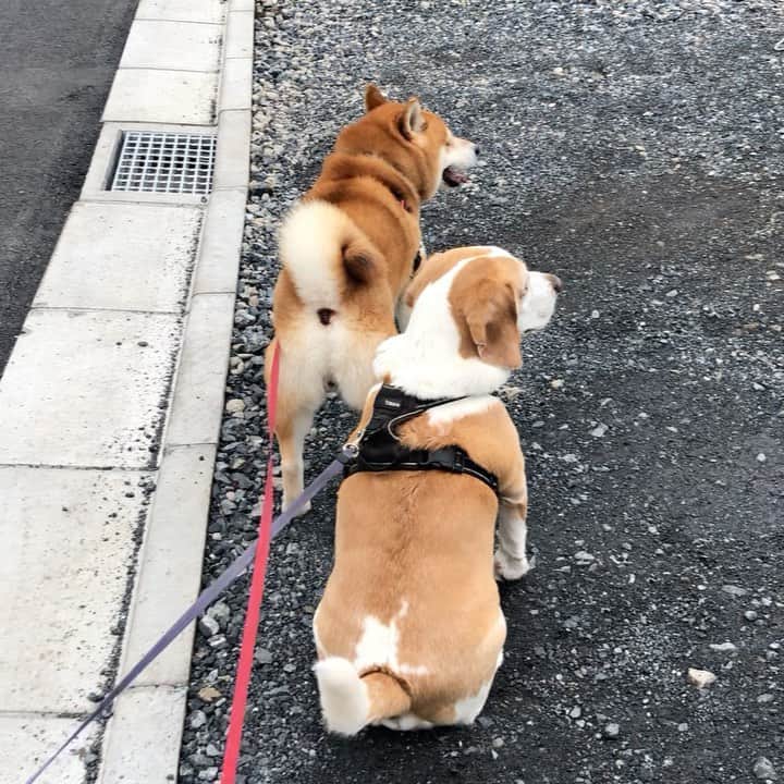 せんべえのインスタグラム：「せんべえのことが大好きなご近所のサンディと。 #sandy #ビーグル  #beagle  #せんべえ #柴犬 #shibainu  #今日も良い一日を #haveaniceday  #cuties  #tail」
