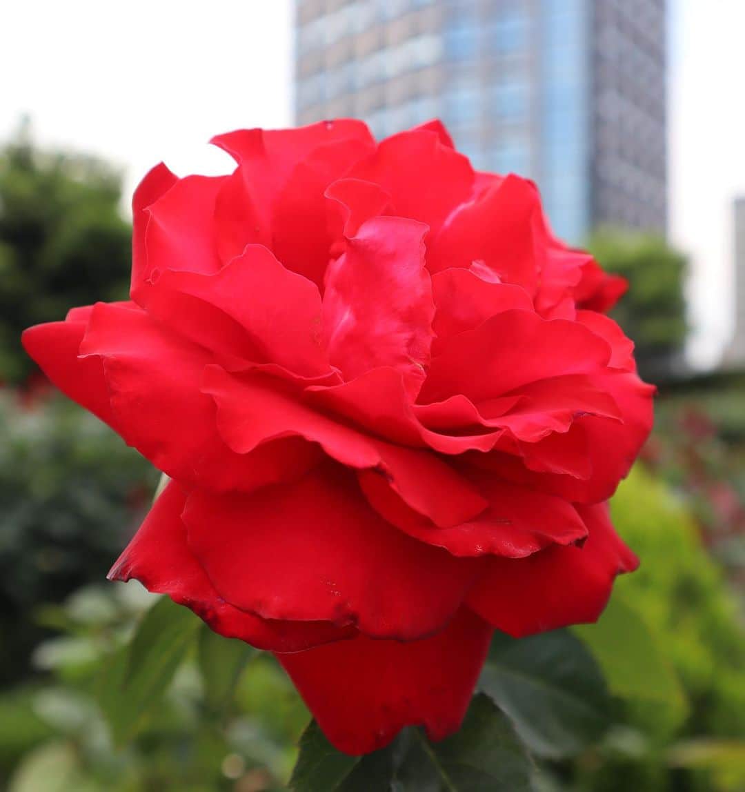 江連裕子さんのインスタグラム写真 - (江連裕子Instagram)「. 素敵なローズガーデン🌹 花には癒されますね。 . #ローズガーデン #rosegarden #rose #rosé #花 #flower #flowers #薔薇 #バラ #red #赤い薔薇」5月26日 16時31分 - yuko_ezure