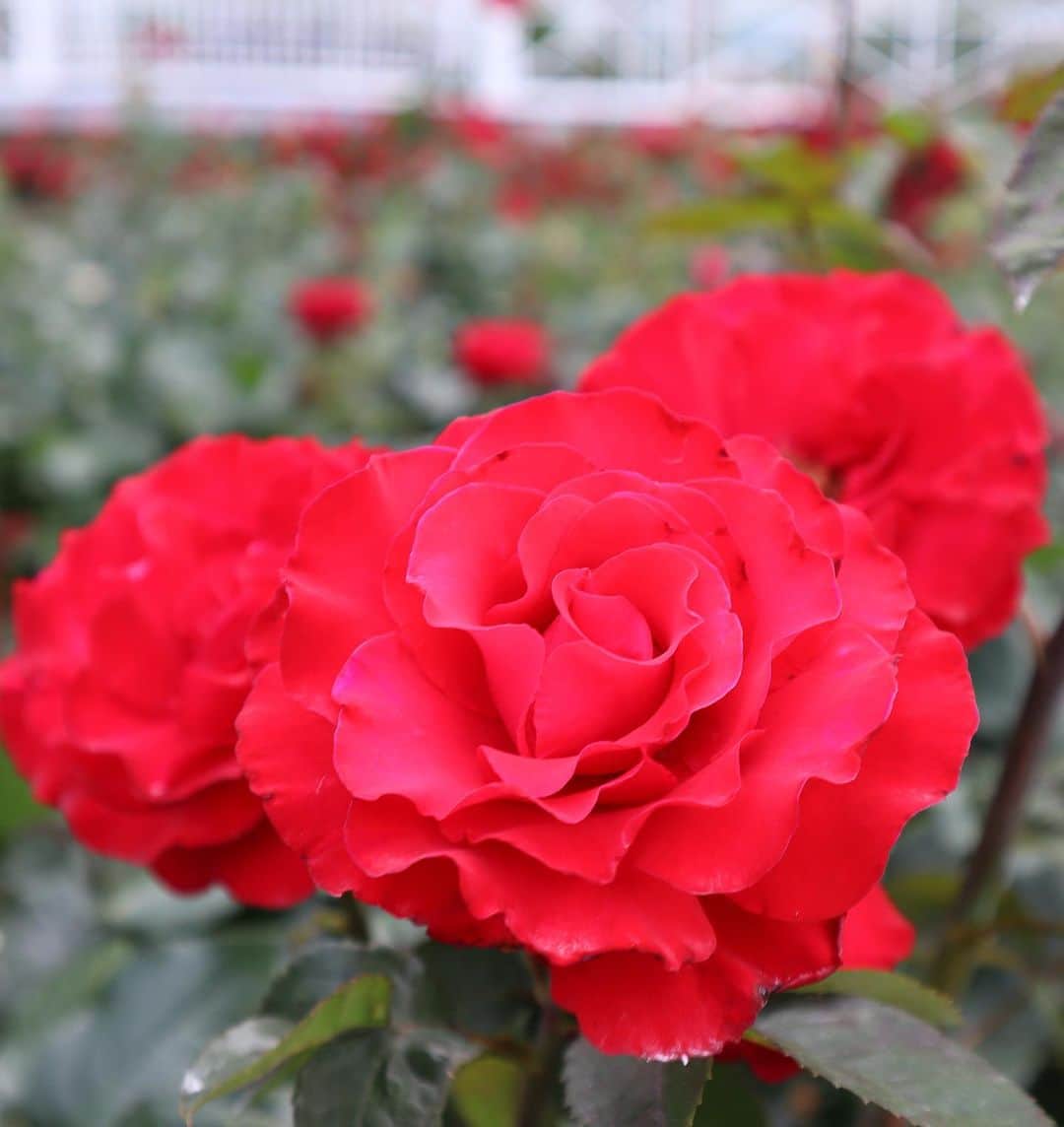 江連裕子さんのインスタグラム写真 - (江連裕子Instagram)「. 素敵なローズガーデン🌹 花には癒されますね。 . #ローズガーデン #rosegarden #rose #rosé #花 #flower #flowers #薔薇 #バラ #red #赤い薔薇」5月26日 16時31分 - yuko_ezure