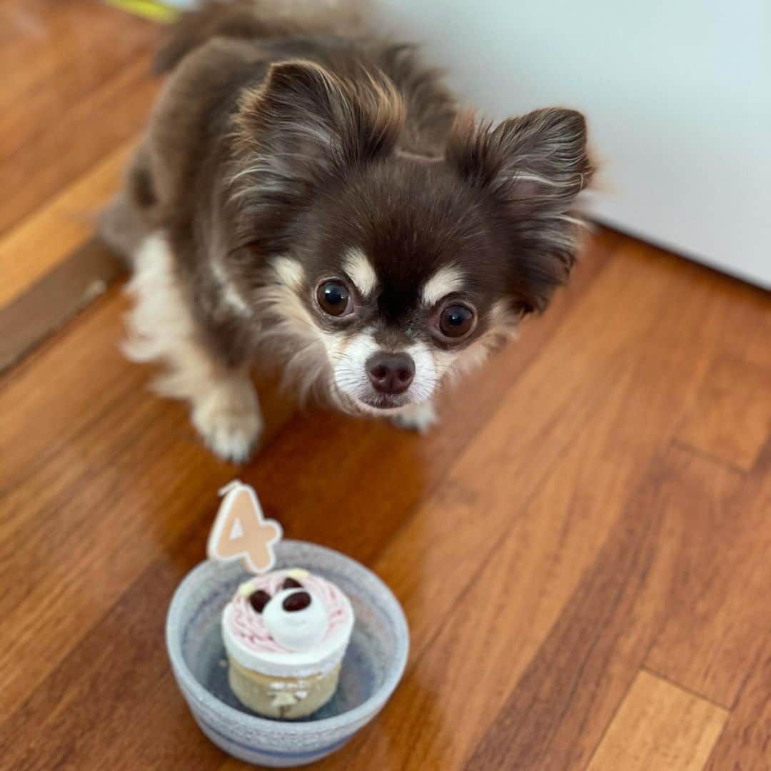 大島麻衣さんのインスタグラム写真 - (大島麻衣Instagram)「Happy Birthday,my baby🐶🎂 可愛い可愛いやんちゃな我が家の次男 チュロスが4歳の誕生日を迎えました🎉いつも元気でいつも隣にピタッと引っ付いて、尻尾がもげるんじゃないかというくらいいつもいつもブンブンフリフリしながら嬉しそうに近寄ってきてくれるあなたが大好きよ😚♡甘えん坊でママとお散歩、そして食べることが大好きなチュロス🐶いつまでも健康で元気でいてねっ😉✨ 2021.05.26 4th🎂 #happybirthday #hbd #mybaby  #mysweetboy #생일 #생일축하해  #お誕生日 #愛犬との暮らし #愛犬の誕生日 #チワワのいる暮らし #チワワ部」5月26日 14時46分 - maioshima911