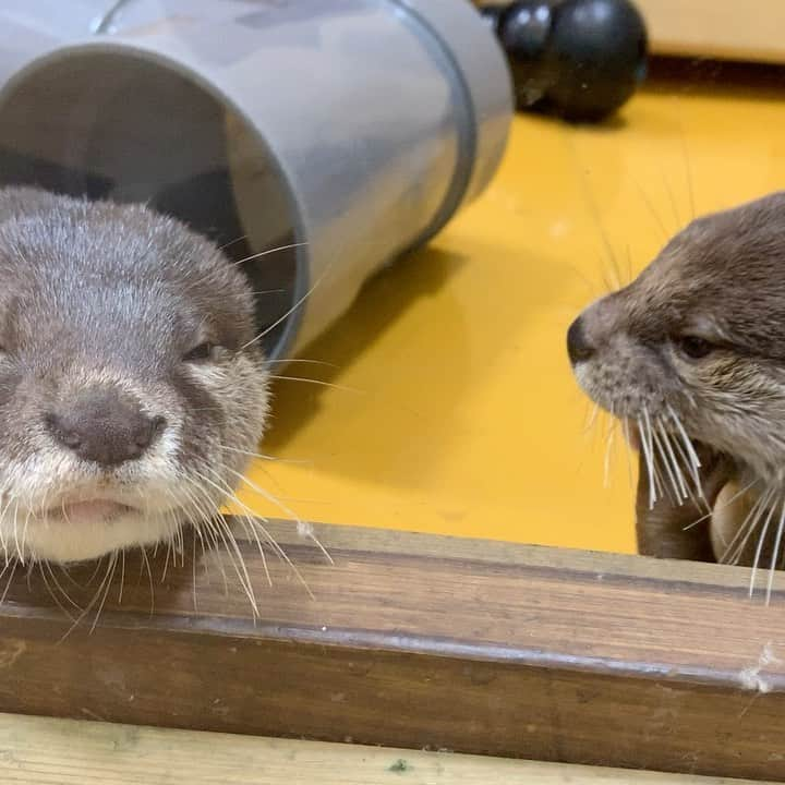 大阪ECO動物海洋専門学校のインスタグラム