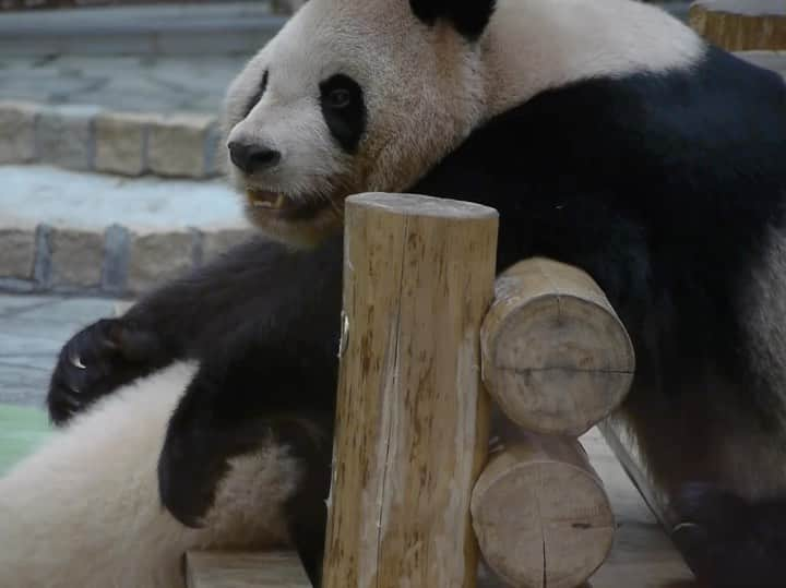 パンダ（白浜）のインスタグラム：「secret talk? #彩浜 🌈  #HELLOPANDABOOK 🐼😊🐼 #photography #adventureworld #アドベンチャーワールド #ADVENTUREWORLDPANDAS #baby #HELLOLITTLE #pandamental #hellopanda #ハローリトル #ハローパンダ #パンダグラビア #パンダ　and #panda #pandababy 🐼🐼🐼」