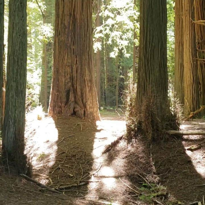 ウィリー・ガーソンのインスタグラム：「Redwoods are crazy y'all」