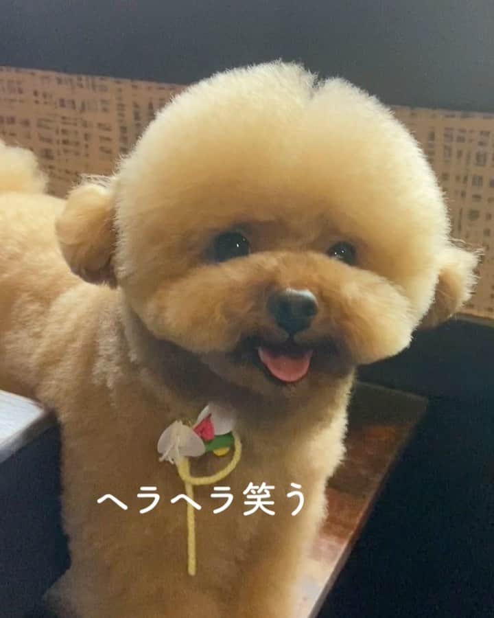 しらす先輩のインスタグラム