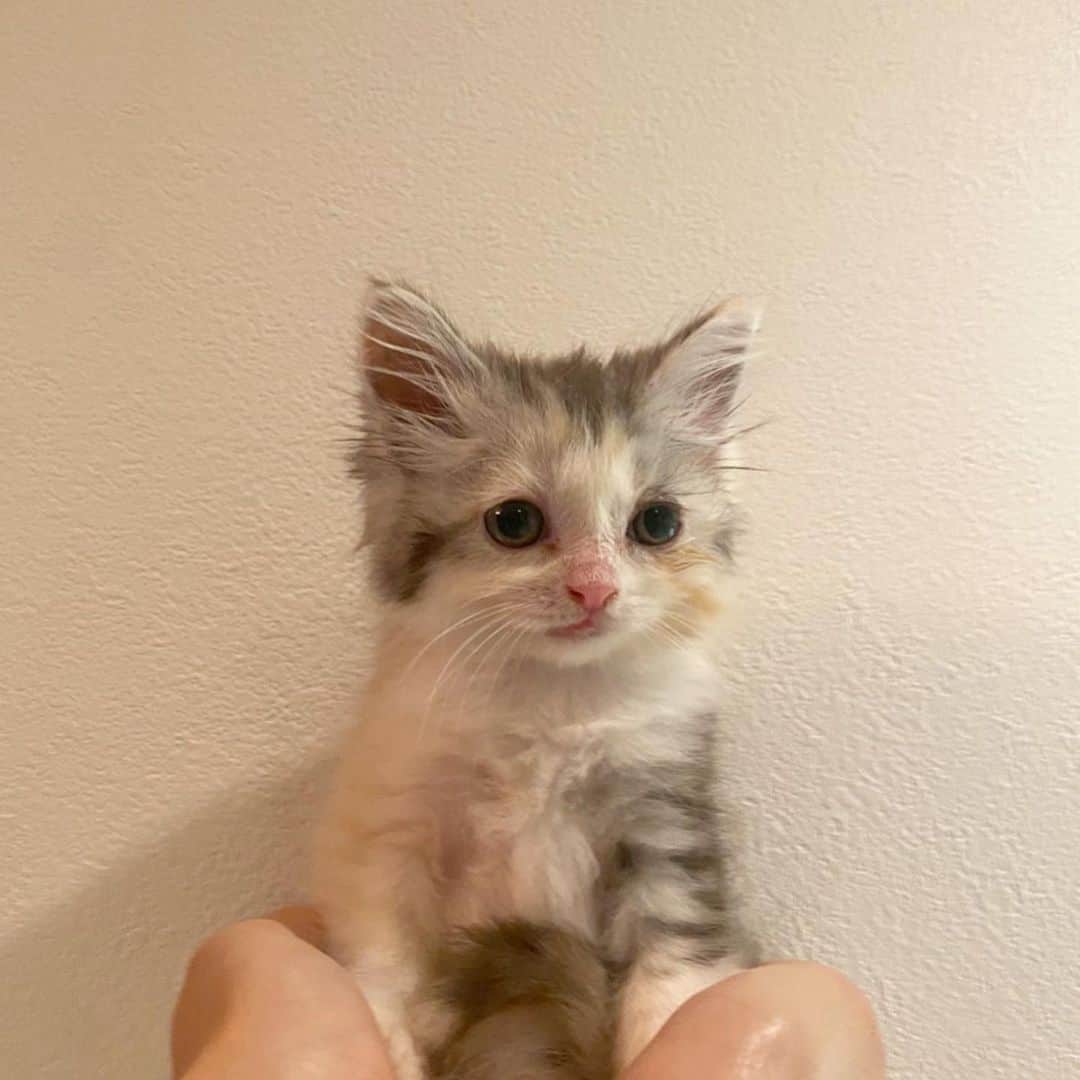 CARINA（日向カリーナ）のインスタグラム：「new baby🐱🤍 娘が増えました🙏🏻✨ お名前はリンちゃんです♡  ノンちゃんに続いて @dogrescue_anella さんから向かい入れました☺️🤍  今はまだ2ヶ月で560gほどしかありません。 風邪により食欲不信でお薬と数時間おきに直接お口にご飯を入れてあげてます。 風邪を乗り越えたら沢山もりもりご飯食べてすくすく育ちますようにと🙏🏻今はそばにいて見守ってあげる事しか出来ないけど元気になってノンちゃんとも仲良く遊んでほしいであります🐱✨ゴロゴロ鳴らしてスリスリして手を離そうとしないできっとこの子とても甘えん坊🤣笑 2枚目の肉球愛おしき☺️🤍」