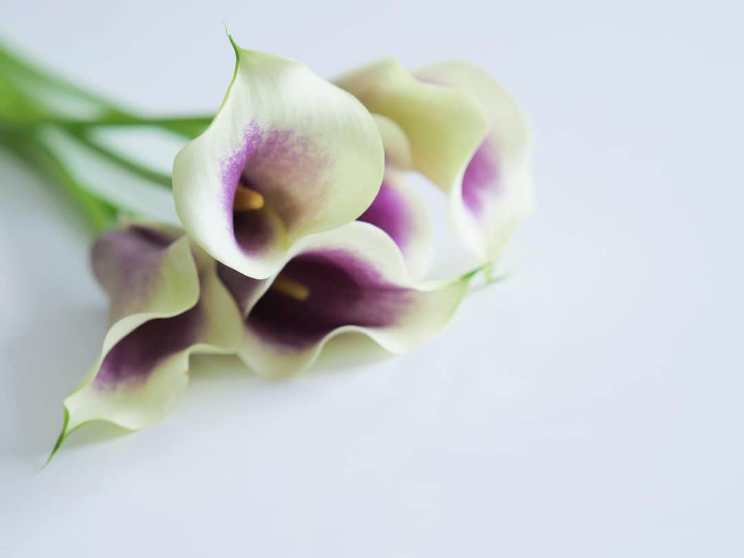 田中亜希子さんのインスタグラム写真 - (田中亜希子Instagram)「とっても綺麗に撮れていい気分♡  モデルのおかげだね＾＾  #花#flowers」5月27日 15時47分 - akiico