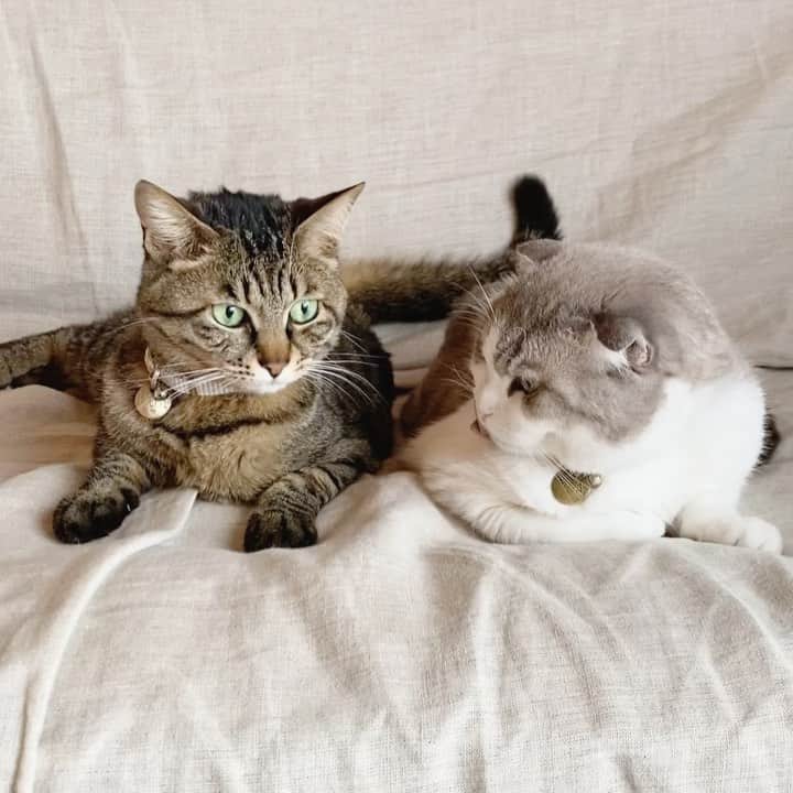 ohshima_moaのインスタグラム