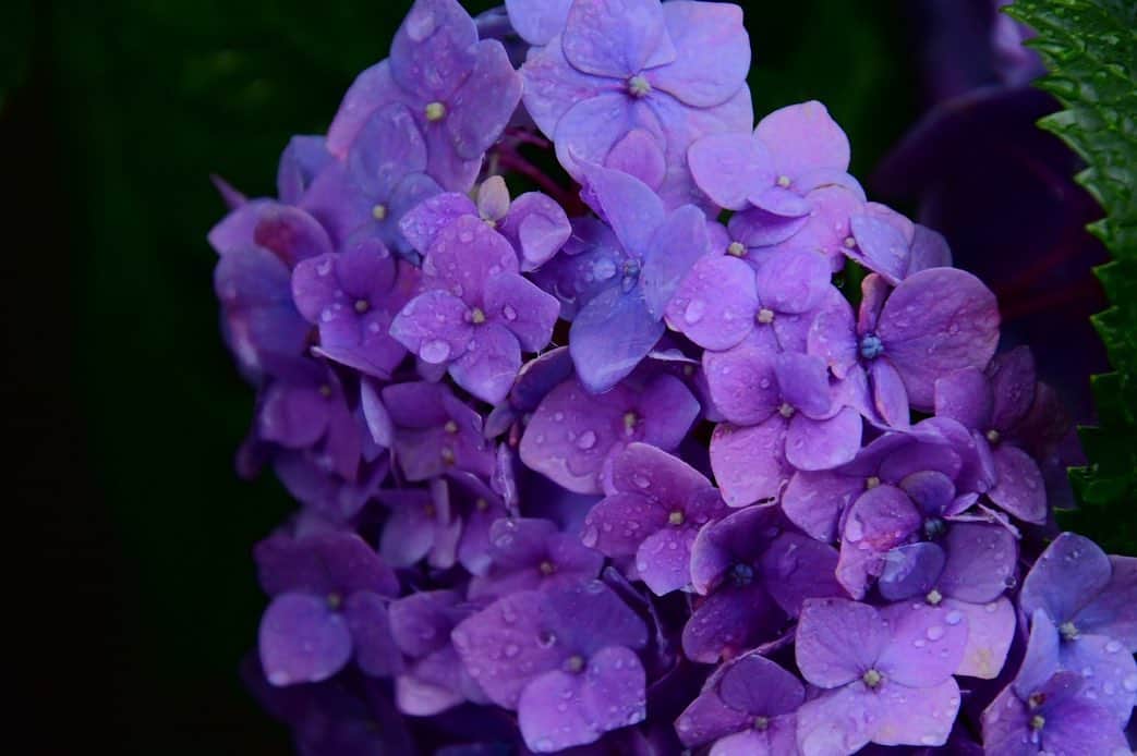 小澤陽子さんのインスタグラム写真 - (小澤陽子Instagram)「𝚒𝚗 𝚙𝚛𝚒𝚟𝚊𝚝𝚎❁  雨取材で濡れた帰り路☔️。 気分もなんとなく どんよ〜りしていたら、 祖父から雨の便りが✉️🌈  おうちの庭に咲いている紫陽花を撮影したそうꕥ💜 いい写真撮るんデス。😂❤︎笑 滴る雫を綺麗にとらえている！🥺✨  雨を楽しんでいる祖父🥴🥰 見習わなきゃ💪🏻 いつも雨は『お恵みなんだ🌱💧』と教えられて育ちました🧓🏻👧🏻  東京もまもなく梅雨入りですが、 楽しんでいきましょう🍬  それから、幼い頃から大ファンの #奇跡体験アンビリバボー 。 今日も、涙が出ました😂✨ 一気に#宗次徳二 さんのファンに。 心温まるエピソード、沁みました🥺  #カメラおじいちゃま #最後の写真だけ私撮影📸 #全然クオリティ違う…😂 #紫陽花 #梅雨入り #アンビリバボー」5月27日 21時05分 - yoko.ozawa729