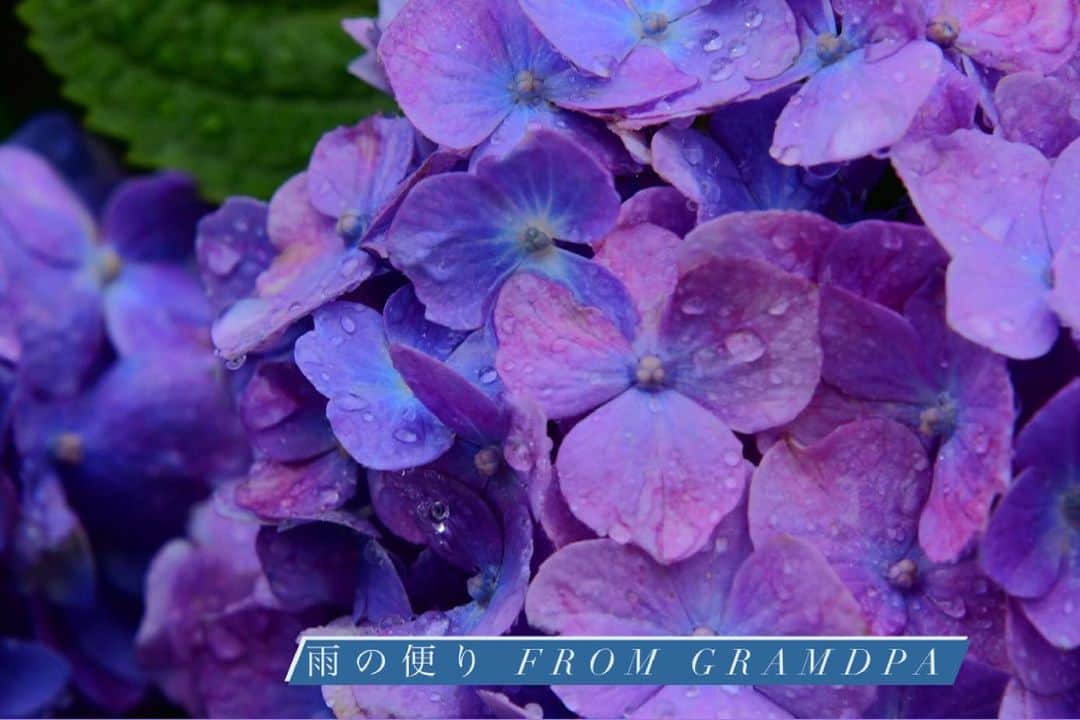 小澤陽子さんのインスタグラム写真 - (小澤陽子Instagram)「𝚒𝚗 𝚙𝚛𝚒𝚟𝚊𝚝𝚎❁  雨取材で濡れた帰り路☔️。 気分もなんとなく どんよ〜りしていたら、 祖父から雨の便りが✉️🌈  おうちの庭に咲いている紫陽花を撮影したそうꕥ💜 いい写真撮るんデス。😂❤︎笑 滴る雫を綺麗にとらえている！🥺✨  雨を楽しんでいる祖父🥴🥰 見習わなきゃ💪🏻 いつも雨は『お恵みなんだ🌱💧』と教えられて育ちました🧓🏻👧🏻  東京もまもなく梅雨入りですが、 楽しんでいきましょう🍬  それから、幼い頃から大ファンの #奇跡体験アンビリバボー 。 今日も、涙が出ました😂✨ 一気に#宗次徳二 さんのファンに。 心温まるエピソード、沁みました🥺  #カメラおじいちゃま #最後の写真だけ私撮影📸 #全然クオリティ違う…😂 #紫陽花 #梅雨入り #アンビリバボー」5月27日 21時05分 - yoko.ozawa729