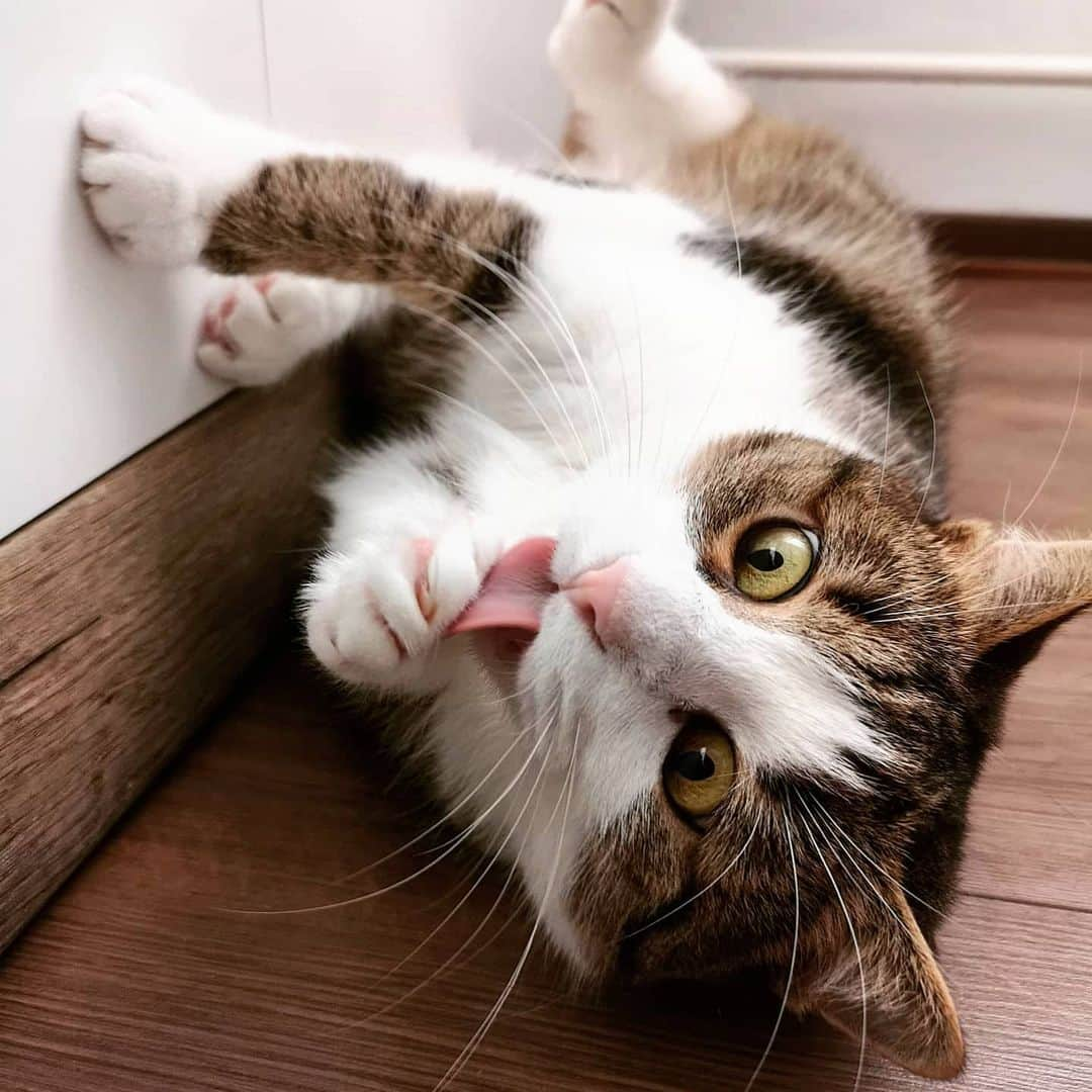 CatStockerさんのインスタグラム写真 - (CatStockerInstagram)「Hello! @catstocker is here!  Follow our FURRriend @theofficialmessicat  Swipe for more pictures 👉」5月27日 21時58分 - catstocker