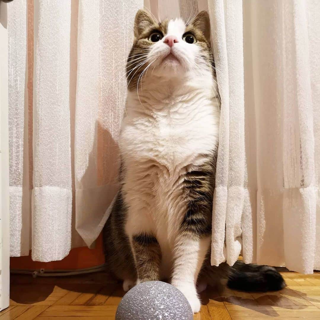 CatStockerさんのインスタグラム写真 - (CatStockerInstagram)「Hello! @catstocker is here!  Follow our FURRriend @theofficialmessicat  Swipe for more pictures 👉」5月27日 21時58分 - catstocker