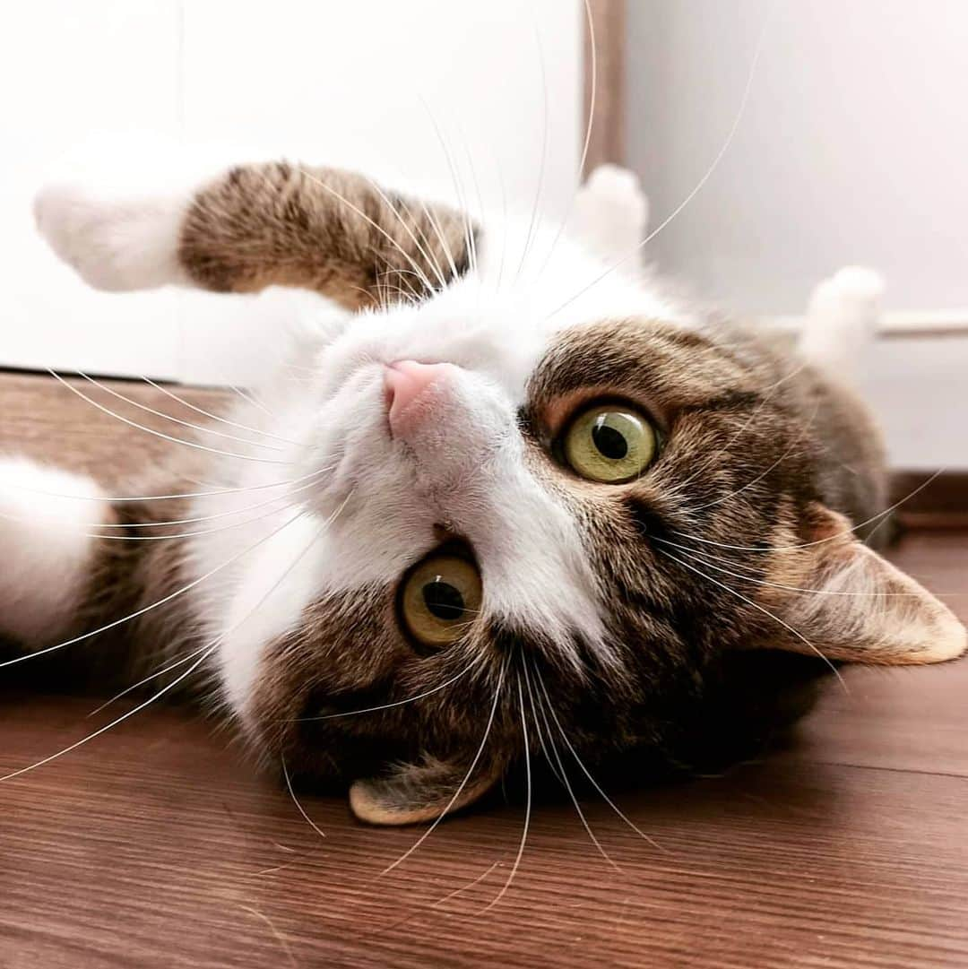 CatStockerさんのインスタグラム写真 - (CatStockerInstagram)「Hello! @catstocker is here!  Follow our FURRriend @theofficialmessicat  Swipe for more pictures 👉」5月27日 21時58分 - catstocker