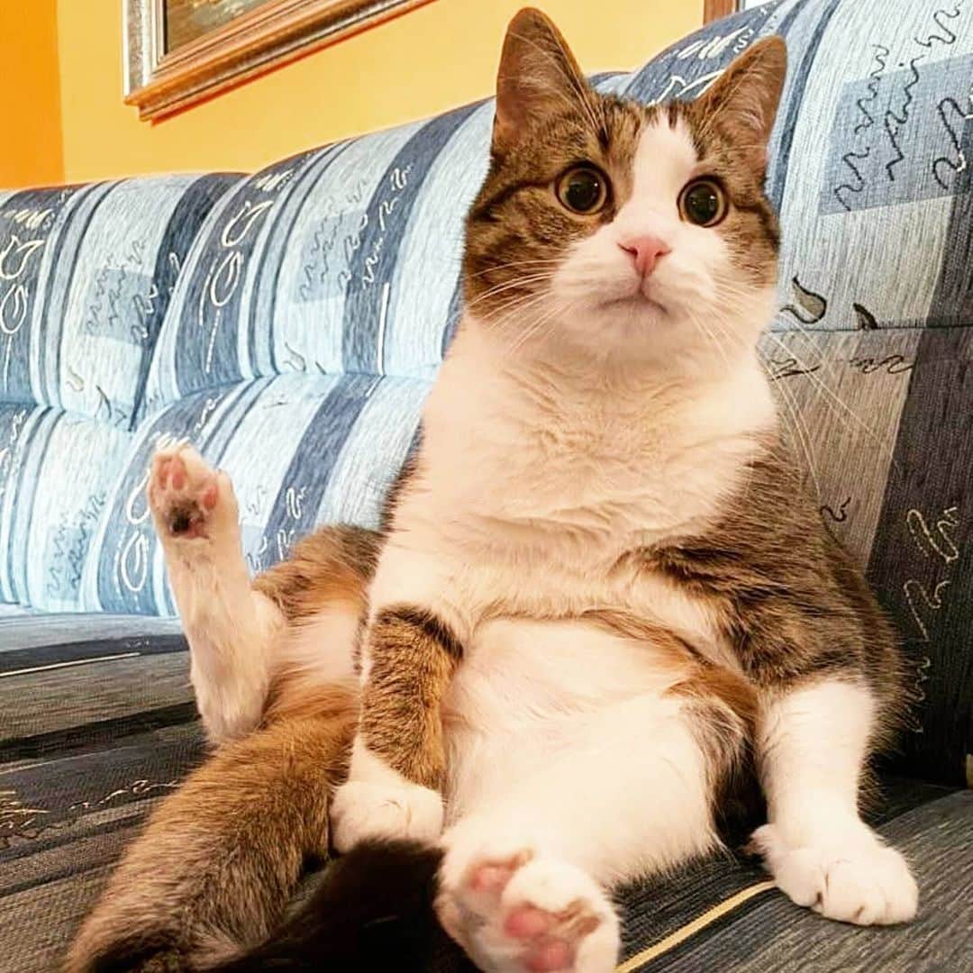 CatStockerさんのインスタグラム写真 - (CatStockerInstagram)「Hello! @catstocker is here!  Follow our FURRriend @theofficialmessicat  Swipe for more pictures 👉」5月27日 21時58分 - catstocker