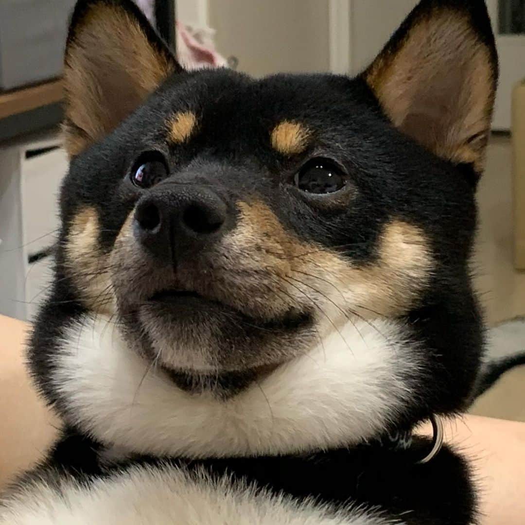 粟生隆寛のインスタグラム：「二重顎の貫禄  #日本犬 #柴犬 #豆柴 #極小豆柴 #小豆柴 #黒柴 #世界一可愛い犬 #親バカ部 #親バカ」