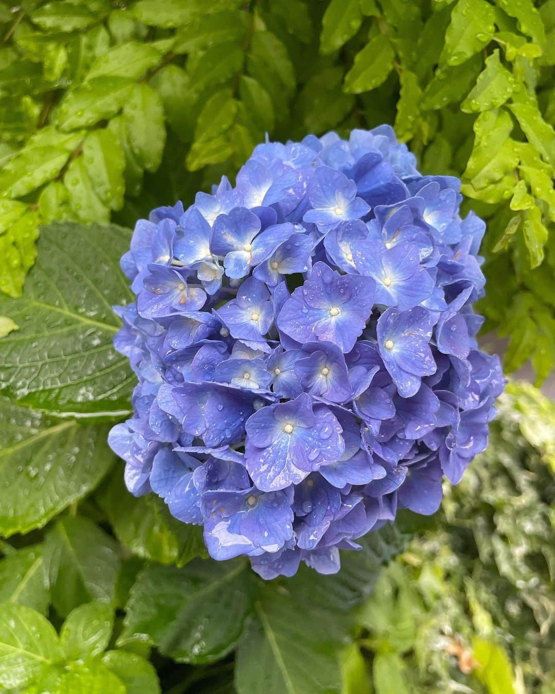 椎名美月さんのインスタグラム写真 - (椎名美月Instagram)「🍃🌱☔🌸  #お花 #葉っぱ #緑 #グリーン #green #flower #雨 #酸素 #二酸化炭素」5月27日 23時20分 - mizkiss