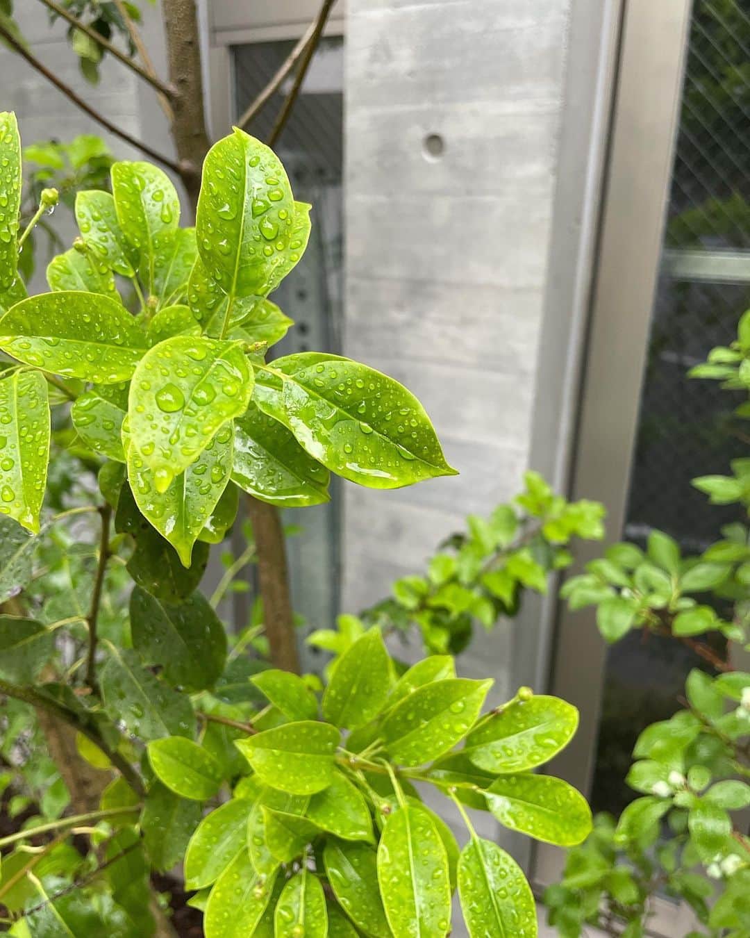 椎名美月さんのインスタグラム写真 - (椎名美月Instagram)「🍃🌱☔🌸  #お花 #葉っぱ #緑 #グリーン #green #flower #雨 #酸素 #二酸化炭素」5月27日 23時20分 - mizkiss