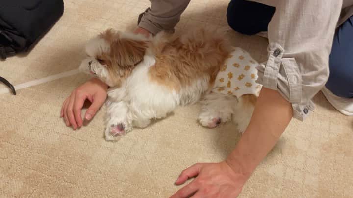 水嶋はちのインスタグラム：「💁‍♂️🐶It’s so cute, I can’t move.😅 * * パパが帰ってきて嬉しくて たくさん甘えていたら 寝ちゃったボクをご覧ください🐶 パパはこんな体勢ですが嬉しそうにしております💓💓 みなさん、おやすみなさい😴💛 * * #はち #HACHI #シーズー大好き部 #腰がつらいと聞こえてきたけど撮影優先 #撮影終えてもしばらく夫婦で眺めてた」