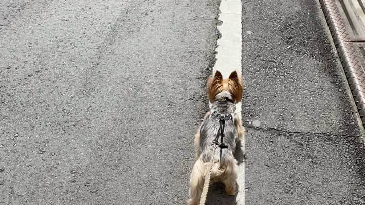 のインスタグラム：「🐾🐾🐾  行きは律儀に白線の上歩いていたから帰りに動画撮ろうとすると白線ほぼ無視するパターン。  #yorkie #yorkshireterrier #ヨーキー #ヨークシャテリア　 #rubyと歩く散歩道」