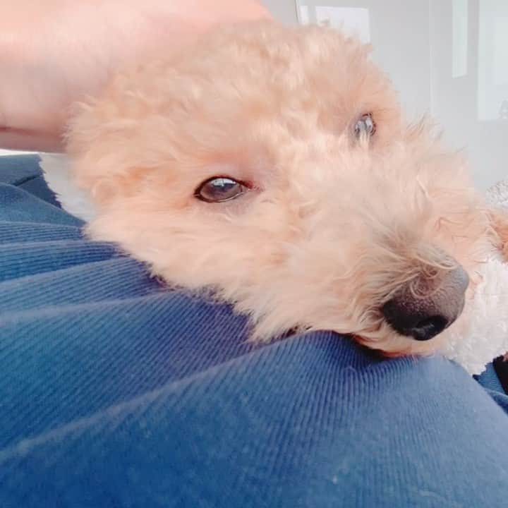 古川未鈴さんのインスタグラム動画 (古川未鈴Instagram)「. . 犬と胎動 . . . . . 世の中色々大変ですが 大変なのは重々承知ですが . . 今、大体の病院が 出産