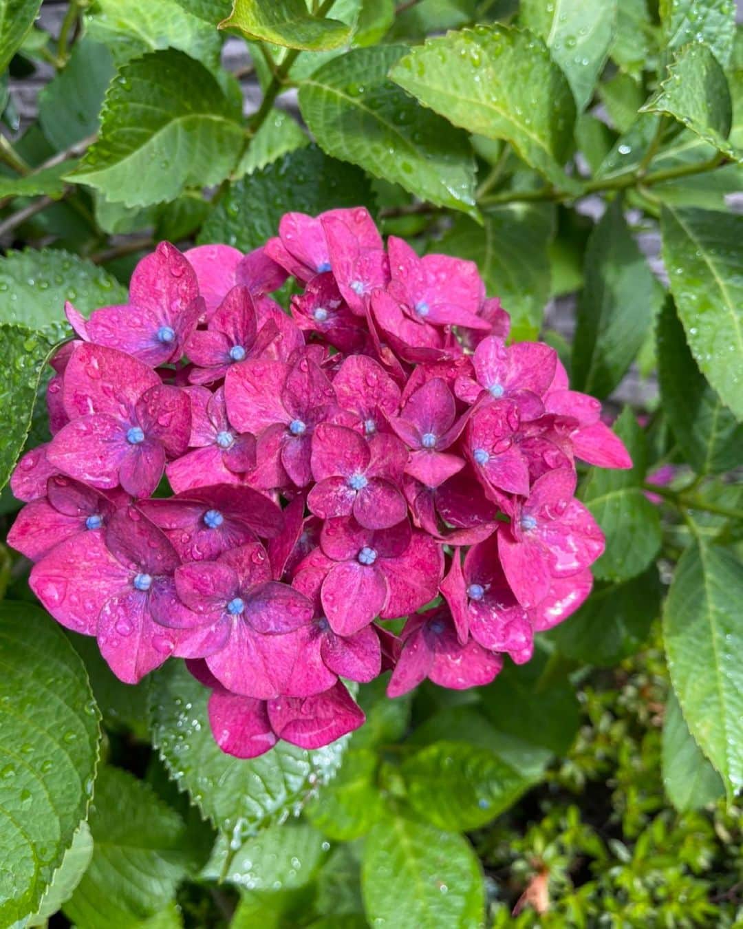キャシー中島さんのインスタグラム写真 - (キャシー中島Instagram)「*  おはようございます😃 今日のちょっぴりウォーキングでは、紫陽花をたくさん見つけました。紫陽花の季節ですものね❣️  本当にいろんな色があるのね、勝野パパは土壌が酸性化かアルカリ性で色が変わるんだよって教えてくれたけど、もうちょっと楽しいことで色が違うと良いのに。 ロマンがないわね！ なんて言いながら歩きました。 笑顔で歩けるのは嬉しいわ😆  朝食のメニューです。 今ハマっているのがナッツヨーグルト。 ランチョンマットはアンセリュームのデザイン！ ランチョンマットってこれからご飯ですよって感じで、我が家では絶対必要です。 可愛いしね💕  朝食が終わるとメイクをして今日の仕事の準備です。 クジラのペンケース出来上がりました。私はメイクブラシを入れてます。 可愛くてお気に入りになりそうよ❤️  さあ今日も頑張りましょうね❣️」5月28日 11時03分 - official_kathynakajima
