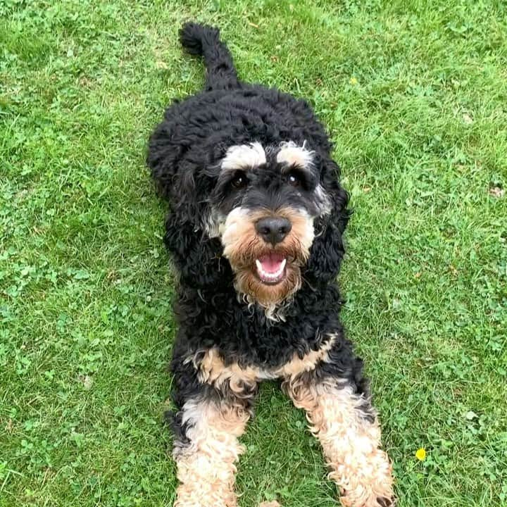 FluffyPackのインスタグラム：「Are you ready?⚽️ I am!😎 #EM #fotboll  . #EURO2020 #EURO2021 . #soccer #football #bandit #weekend #tgif #9gag #garden #weeklyfluff #UEFA #dogsofinstagram #cockapoo #dogs #lol #love #犬 #funny #tiktok #fredag #helg #собака #funny #trädgård #agriahund #sverigesroligastedjur」