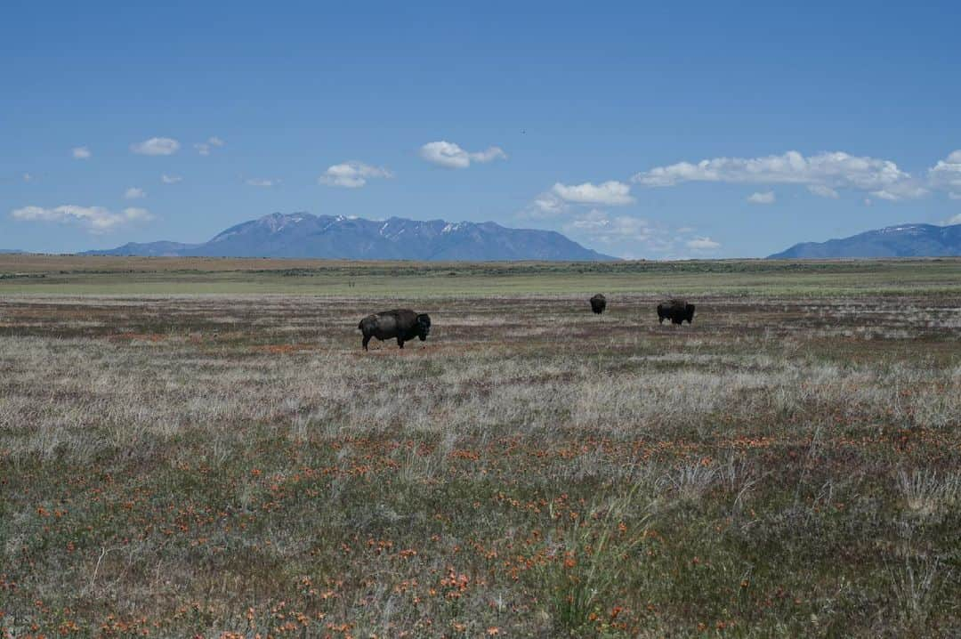 アレックス・メゴスさんのインスタグラム写真 - (アレックス・メゴスInstagram)「We also got to see some bison and not only signs of bison at Antelope Island.  Big, beautiful and majestic creatures...  @nikondach @patagonia_climb @petzl_official @tenayaclimbing @cafekraft_nuernberg @frictionlabs @fazabrushes #stylefirst #carrotsforpower」6月12日 4時35分 - alexandermegos