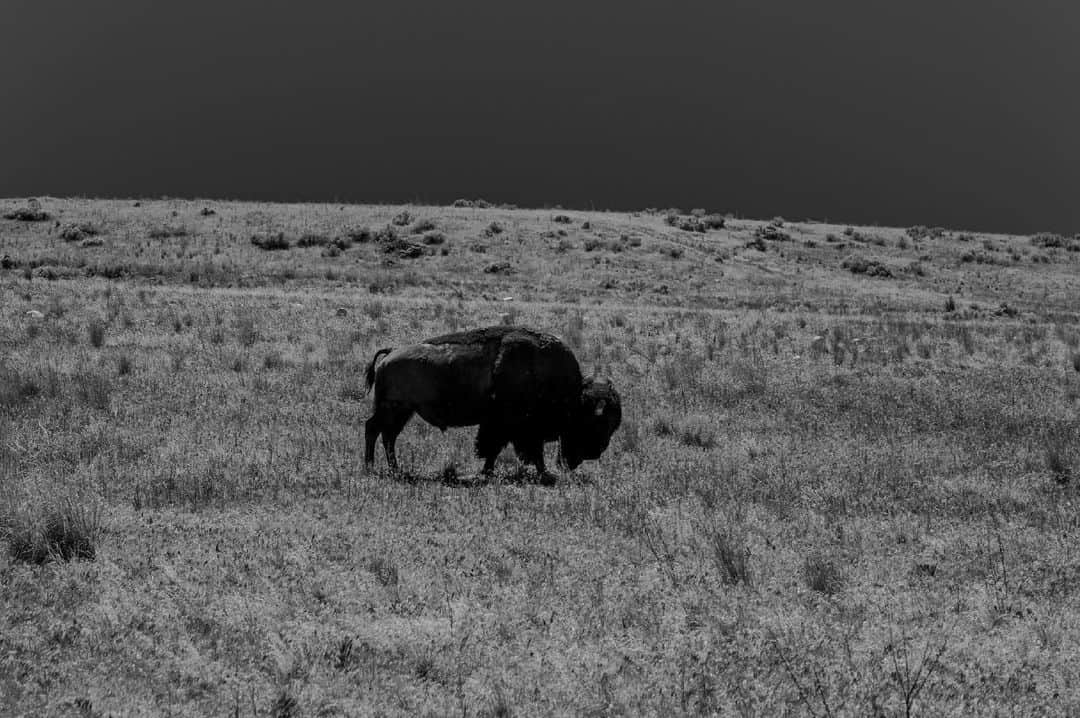 アレックス・メゴスさんのインスタグラム写真 - (アレックス・メゴスInstagram)「We also got to see some bison and not only signs of bison at Antelope Island.  Big, beautiful and majestic creatures...  @nikondach @patagonia_climb @petzl_official @tenayaclimbing @cafekraft_nuernberg @frictionlabs @fazabrushes #stylefirst #carrotsforpower」6月12日 4時35分 - alexandermegos