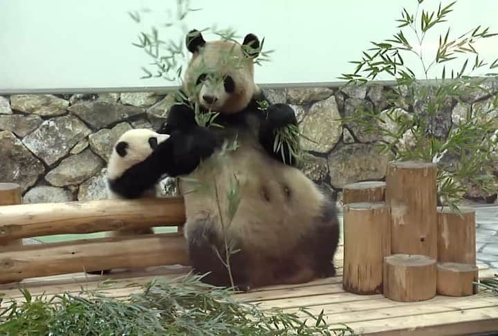 パンダ（白浜）のインスタグラム：「#彩浜 🌈 trys to play with Mom 2019 #HELLOPANDABOOK 🐼😊🐼 #photography #adventureworld #アドベンチャーワールド #ADVENTUREWORLDPANDAS #baby #HELLOLITTLE #pandamental #hellopanda #ハローリトル #ハローパンダ #パンダグラビア #パンダ　and #panda #pandababy 🐼🐼🐼」