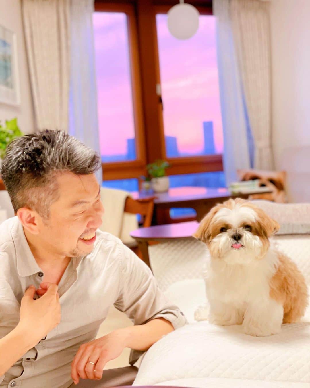 のインスタグラム：「There was an amazing view of the sunset from the window 🌆 * * 夕焼けが綺麗だねとロマンチックが止まらないボクとパパをご覧ください🐶🧔🏻🌆 * * #はち #HACHI #シーズー大好き部 #夕焼け #パパおかえりなさいの顔です」