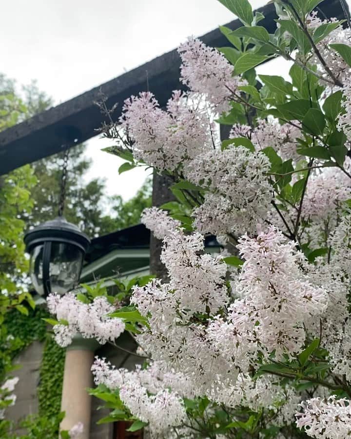 稲木ジョージのインスタグラム：「My favorite flowers at the castle 🏰✨ It smells great and the sound of raindrops are..😌💓」