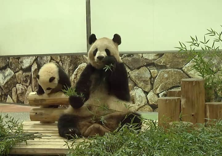 パンダ（白浜）のインスタグラム：「#彩浜　🌈🌈🌈🌈🌈 2019 #HELLOPANDABOOK 🐼😊🐼 #photography #adventureworld #アドベンチャーワールド #ADVENTUREWORLDPANDAS #baby #HELLOLITTLE #pandamental #hellopanda #ハローリトル #ハローパンダ #パンダグラビア #パンダ　and #panda #pandababy 🐼🐼🐼」