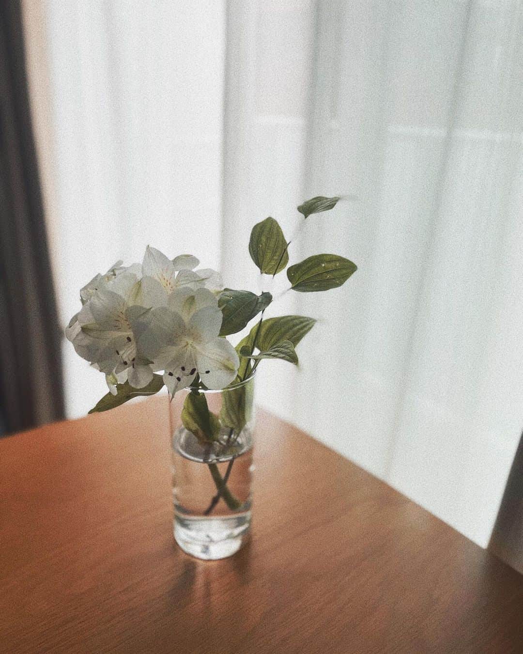 森木美和さんのインスタグラム写真 - (森木美和Instagram)「長生きさん  #お花のある暮らし」5月29日 15時35分 - miwamoriki