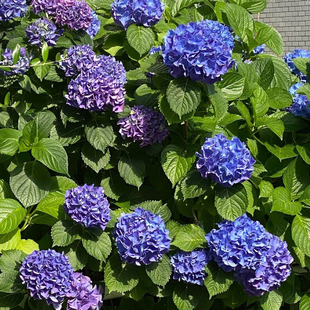 檜山沙耶さんのインスタグラム写真 - (檜山沙耶Instagram)「久しぶりに晴れた日の紫陽花💠 紫陽花の色は、土のPH度（酸性度）によって変わります。 酸性は青、中性は紫、アルカリ性は赤に変化します❁ 日本は酸性の土壌が多いので、青色の紫陽花が多く咲いているそうですよ☺︎ 皆さんの近くには何色の紫陽花が咲いていますか？  #紫陽花 #紫陽花の季節 #hydrangea」5月29日 20時34分 - sayahiyama
