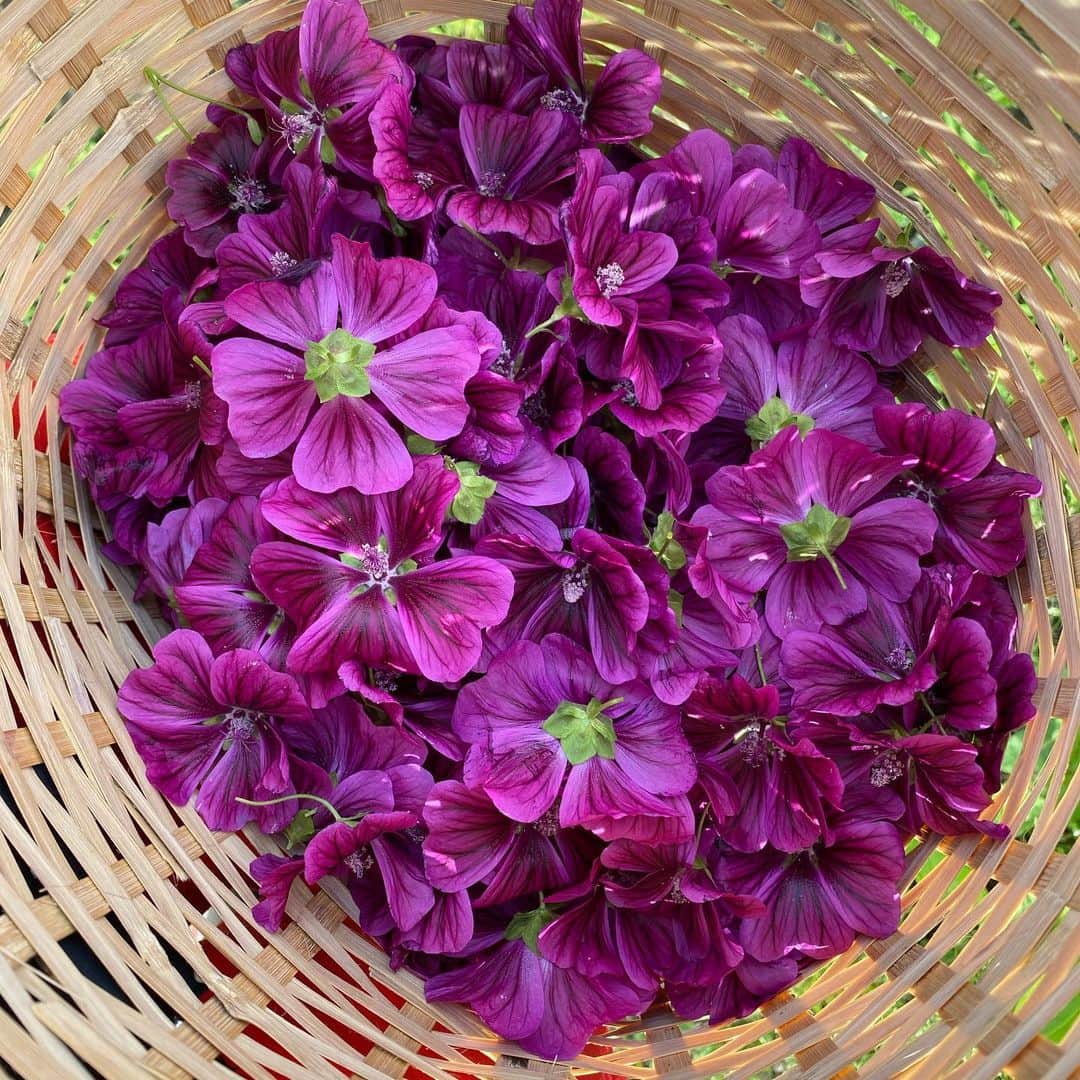 板谷由夏 さんのインスタグラム写真 - (板谷由夏 Instagram)「由夏さん、畑行こう！って。 行く行く！行こう！ ジャガイモ掘りして、美味しい空気吸い込んで。 笑って笑って ああ、良い時間！ 感謝感謝。 紫の花はマロウ。乾かしてお茶に入れたり お風呂に入れたり。楽しみだなあ。 お料理するのも楽しみだなあ。」5月29日 21時37分 - yukaitaya