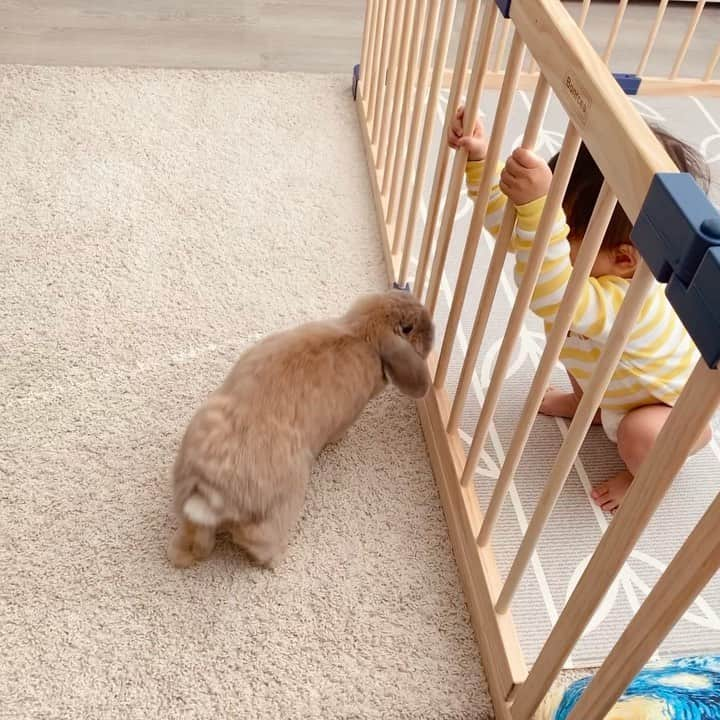 Marbee Moo, Olive & Taffyのインスタグラム：「Bunny is free roam but baby is caged 🧐  Disclaimer: We do let the baby out for at least 1 hour each day 😆😜」