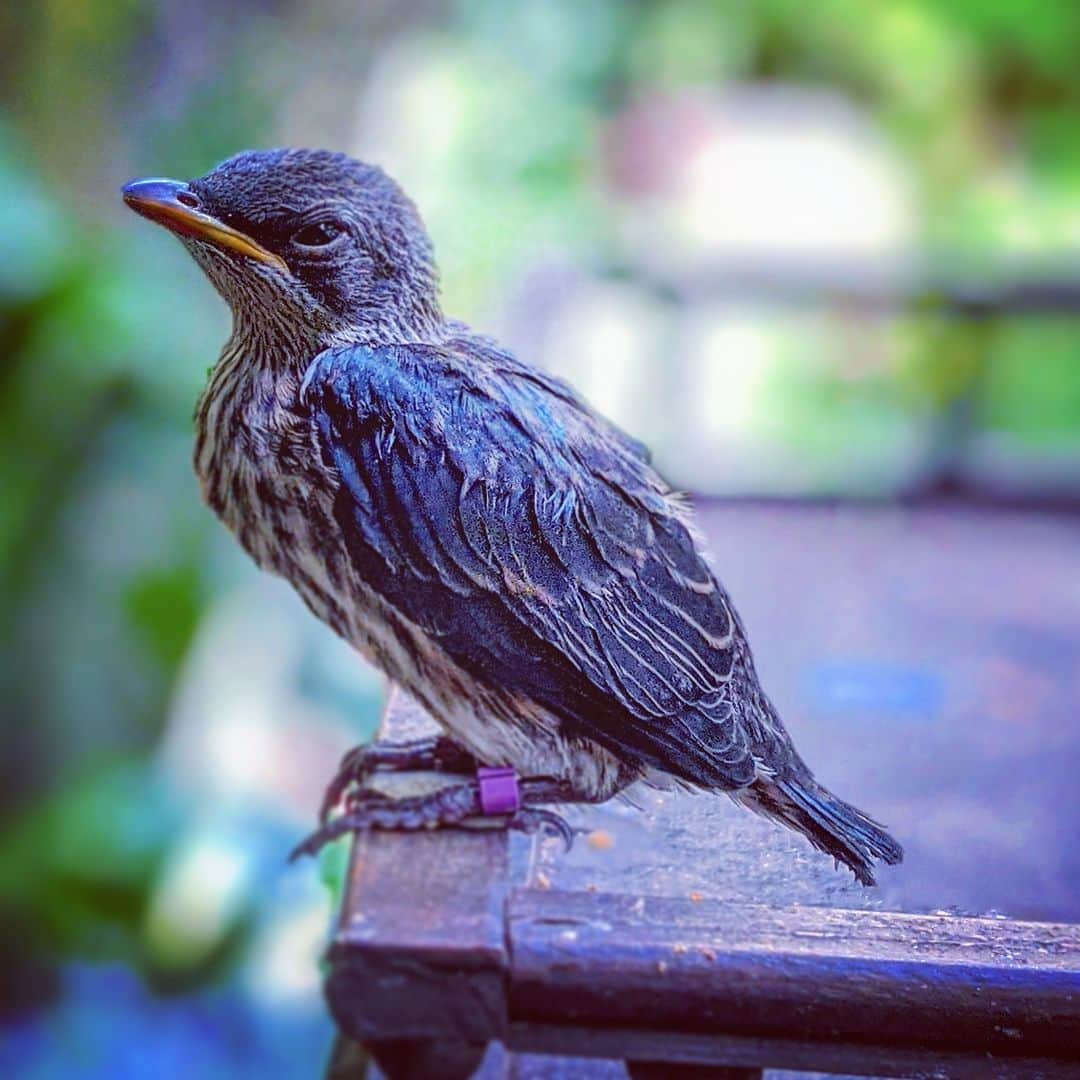 ケイ・パナベイカーのインスタグラム：「Today was a very exciting day for me. I spent about 20 minutes watching this metallic starling hang half its body outside of its nest, trying to decide if today was the day it would attempt to move outside of its comfy home. I was able to witness the moment it catapulted itself outside and right next to the ledge I was standing next to. After the initial shock, I grabbed it and took it to our office to be banded, feathers pulled for sexing, and got a weight on my new friend. At 50g, it is definitely the smallest animal I have had under my care, but that joy and excitement of watching animals thrive while under your care never gets old. I'm also lucky to be surrounded by people that share in my excitement of these little moments. We don't name most birds in our aviary since we have over 200, but I look forward to getting to name this one once we know what it is. For now, please enjoy this grumpy muppet.   Edit: this bird was confirmed to be a boy. His name is Waldo. After this photo was taken, it was about 3 weeks until my coworkers and I saw him more than every other day. We typically see birds at least once a day, but he did not vocalize as much as is typical for fledglings, making it much more difficult to locate him. He will have this plumage until about summer 2022, when he will get his adult feathers on his chest.」