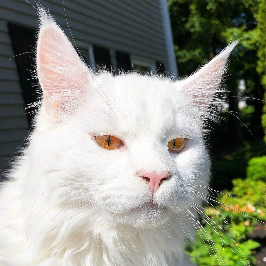 CatStockerさんのインスタグラム写真 - (CatStockerInstagram)「Hello! @catstocker is here!  Follow our FURRriend @mainecoondrogo  Swipe for more pictures 👉」5月30日 21時50分 - catstocker