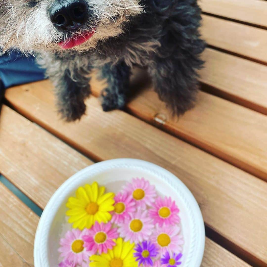 神室舞衣さんのインスタグラム写真 - (神室舞衣Instagram)「花がら摘み🌸 もったいないから お水に浮かべるととっても可愛いくなったー💛」5月30日 16時34分 - maikamuro.official