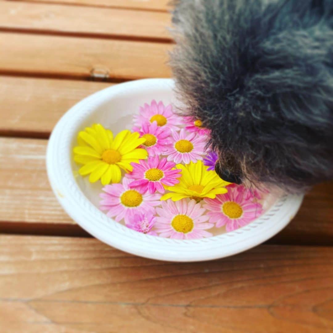 神室舞衣さんのインスタグラム写真 - (神室舞衣Instagram)「花がら摘み🌸 もったいないから お水に浮かべるととっても可愛いくなったー💛」5月30日 16時34分 - maikamuro.official