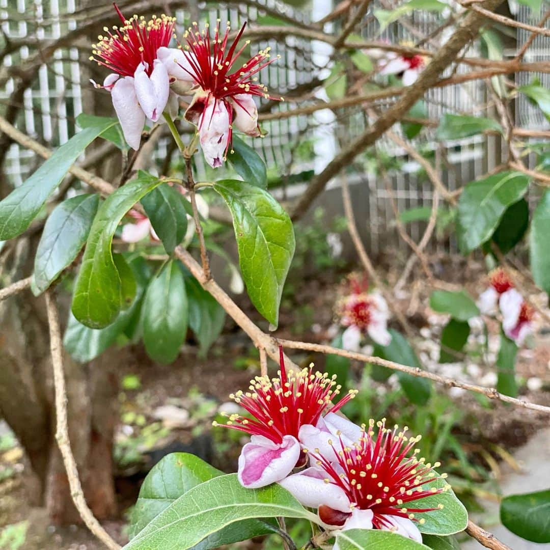 工藤静香さんのインスタグラム写真 - (工藤静香Instagram)「フェイジョアの花が美しい！ この花びらはエディブルフラワーで、食べるとほんわか甘いです！  3、4枚目はラズベリー🤣実は小さいですが、去年より楽しめます！  あ！今日のリップカラーですね？！  @diormakeup アディクトステラーシャイン871です！」5月30日 17時37分 - kudo_shizuka