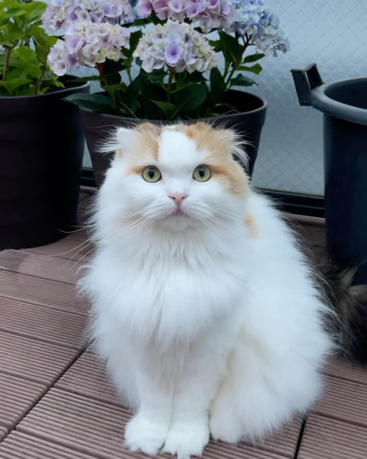 のインスタグラム：「Cool air! 💕🌿  暑かった日の夕方は本当に気持ちいい🌿 にゃんこーズも風に吹かれてます  最近イクラちゃんの出番が少ないとご指摘いただきましたが🐹 なんかね、本当におりこうさん過ぎて個性的なお兄ちゃんズの陰に隠れちゃいますね〜🙊😅 相変わらず毎日、私かわいい？ってやってますけど😘❤️  今年はイクラちゃんのピンクの紫陽花は全滅でした😭 剪定ミスした〜🙉  #weeklyfluff #scottishfold #cats #adorable #beautiful #neko #gato #catlover #cutecat」