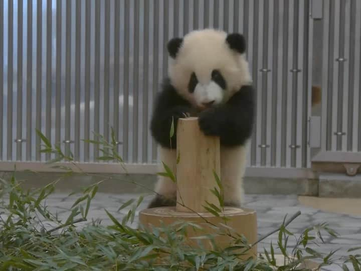 パンダ（白浜）のインスタグラム