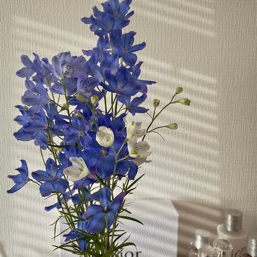 萩田帆風さんのインスタグラム写真 - (萩田帆風Instagram)「. この白いお花もだんだんブルーになるのが 可愛すぎる、、🫐」5月30日 19時57分 - honchandaayo