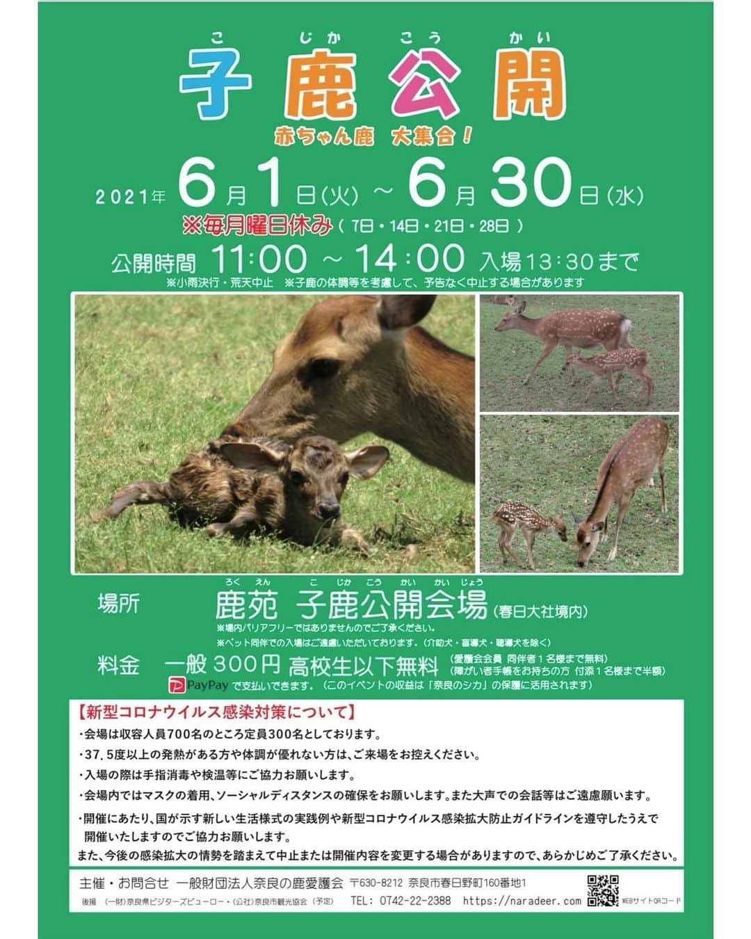 熊乃あいのインスタグラム：「【イベント出店お知らせ】 ． 子鹿公開 赤ちゃん鹿大集合！ ． 6/1〜6/30 毎週月休み 11:00〜14:00 鹿苑 子鹿公開会場（春日大社境内） 入場料300円 ． 鹿のカチューシャ屋さん けものん 毎週・土日火水金 出店しています🌱 （月木休み） ． ． 定番商品に加え新作アイテムやエコバッグなど豊富に揃えお待ちしております！ ． ． ※プラごみ削減の為、ショッピング袋はございません。お持ち頂くかエコバッグのご購入お願い致します。 ．  #けものん#鹿のカチューシャ屋さん  #鹿カチューシャ#子鹿公開#鹿苑 #奈良公園#奈良の鹿愛護会 #イベント出店情報 #奈良観光 #奈良公園の鹿 #子鹿#奈良」