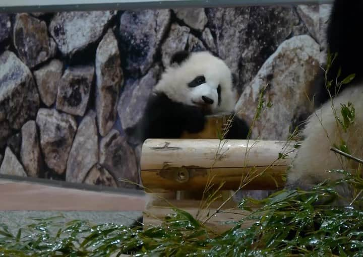 パンダ（白浜）のインスタグラム：「#彩浜 Hey Mom💕 2019 #HELLOPANDABOOK 🐼😊🐼 #photography #adventureworld #アドベンチャーワールド #ADVENTUREWORLDPANDAS #baby #HELLOLITTLE #pandamental #hellopanda #ハローリトル #ハローパンダ #パンダグラビア #パンダ　and #panda #pandababy 🐼🐼🐼」