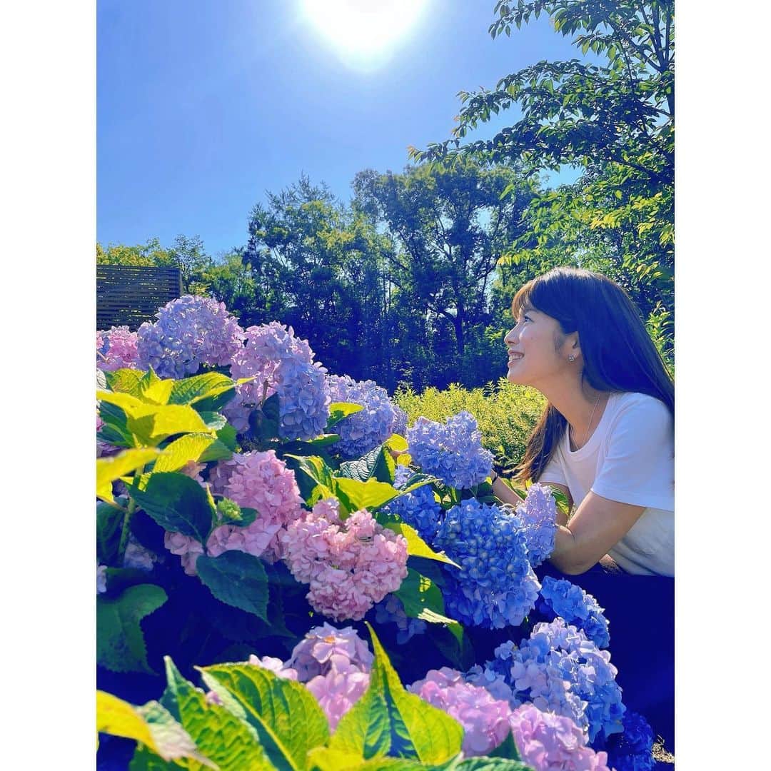 梅山茜さんのインスタグラム写真 - (梅山茜Instagram)「. ＊梅雨の晴れ間☀️＊ . 先日お散歩中に偶然見つけた紫陽花💐 スカッと晴れた青空にとってもよく映えていました！ 紫陽花って梅雨の風物詩ってイメージだけど 青空と太陽にもよく合うよね🧡💙 今年は梅雨入りが早くて色々心配ですが ちょっとした晴れ間を有効活用して楽しめたらいいな♡ 今日で5月も終わり！早い！ 今週もみなさん程々に頑張りましょうね☺️💕 . #紫陽花#梅雨#大阪#高知#徳島#大阪城#大阪城公園#公園#散歩#花畑#アナウンサー#フリーアナウンサー#女子アナ#タレント#アジサイ#あじさい」5月31日 12時00分 - umeyama_akane